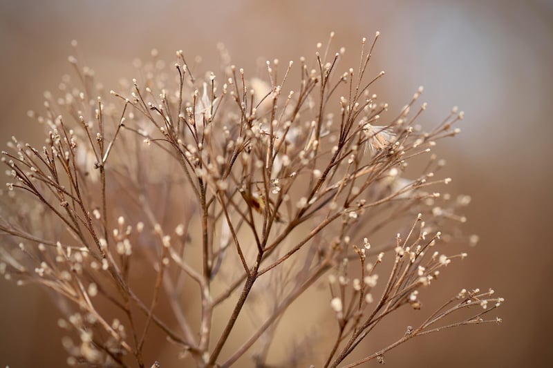 Fall Planting Guide